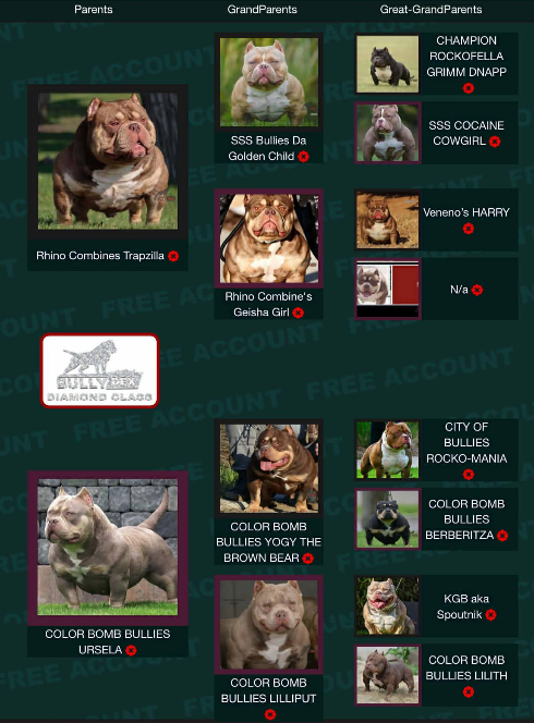 COLOR BOMB BULLIES TRAPPER — Night Drakula Kennel